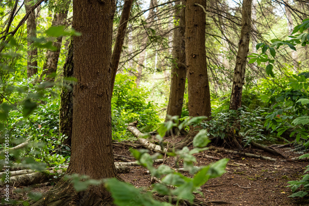 Wall mural a hidden trail zig zaging through the tall trees in the forest