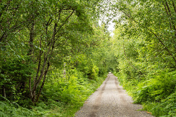 Fototapeta na wymiar gravel trail in the park surrounded green dense bushes and tall trees filled with leaves