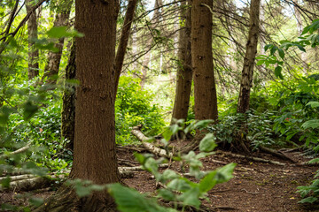 a hidden trail zig zaging through the tall trees in the forest 