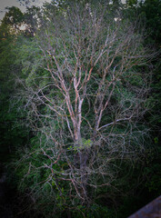 dry tree by the river