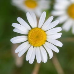 Obraz premium Flower 1 x 1 shot