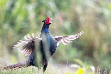 Green Pheasant, the National Bird of Japan