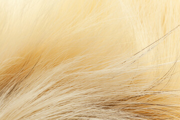 Milky white fur close-up, used as a background or texture. Soft focus
