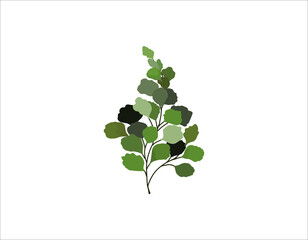 Adiantum or suplir plant, decorating plant, beautiful leaves logo illustration isolated on white.