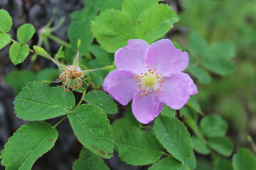 Prickly wild rose bloom at Delta Junction, Alaska