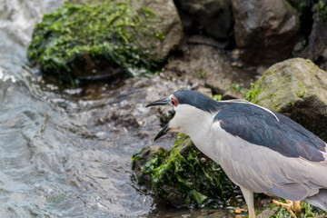 Black Crowned Night Heron, Nycticorax nycticorax, with catch of the day near water's edge on a summer afternoon