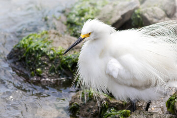 Snowy Egret, Egretta thula, with feather's puffed near water's edge on a summer afternoon