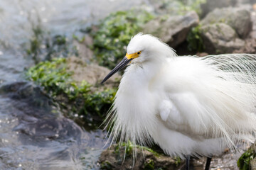 Snowy Egret, Egretta thula, with feather's puffed near water's edge on a summer afternoon