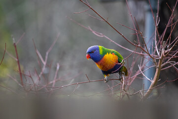 A Rainbow Lorikeet on a Tree