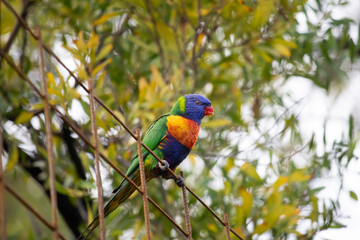 A Rainbow Lorikeet on a wire fence