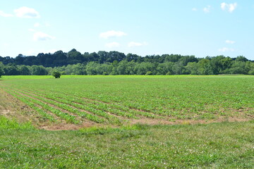 field of soy beans
