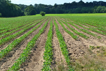 Fototapeta na wymiar rows of soy