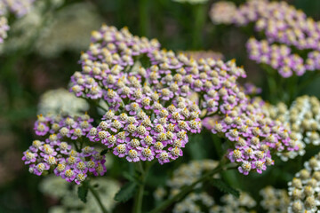 Close up texture view of bright pink blooming flowers and buds on a  yarrow plant (achillea millefolium) in a sunny ornamental garden