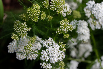 Close up texture view of bright white blooming flowers and buds on a  yarrow plant (achillea millefolium) in a sunny ornamental garden