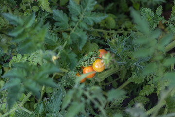 This juicy cherry tomatoes will be ready tomorrow