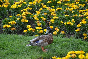 duck on the meadow