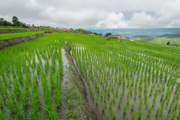 Fototapeta premium Beautiful landscape rice fields on terraced of Ban Pa Bong Piang in the rainy season, Chiangmai, Thailand
