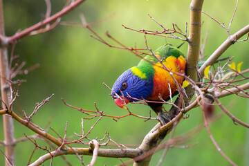 A Rainbow Lorikeet in a Tree