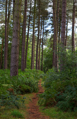 Cannock Chase, Staffordshire, United Kingdom, an area of Outstanding Natural Beauty, featuring forests, paths and lakes
