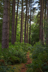 Fototapeta premium Cannock Chase, Staffordshire, United Kingdom, an area of Outstanding Natural Beauty, featuring forests, paths and lakes
