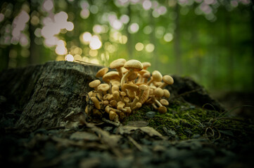 mushrooms on tree