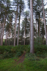 Obraz premium Cannock Chase, Staffordshire, United Kingdom, an area of Outstanding Natural Beauty, featuring forests, paths and lakes