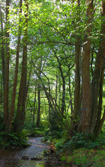 Cannock Chase, Staffordshire, United Kingdom, an area of Outstanding Natural Beauty, featuring forests, paths and lakes
