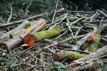 Cannock Chase, Staffordshire, United Kingdom, an area of Outstanding Natural Beauty, featuring forests, paths and lakes