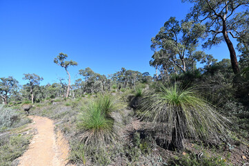 Obraz premium Hiking trail in John Forrest National Park near Perth Western Australia