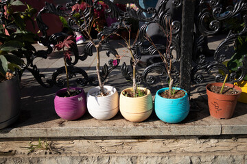 Colorful flower pots. The photo was taken outside on a sunny day. Closeup.