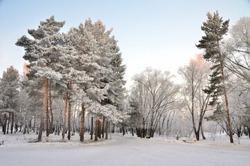 Trees covered with hoarfrost in the first rays of the sun