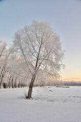 Trees covered with hoarfrost in the first rays of the sun