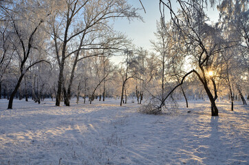 Trees covered with hoarfrost in the first rays of the sun