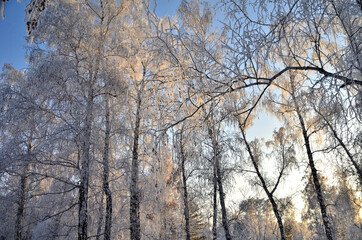 Trees covered with hoarfrost in the first rays of the sun