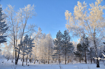 Trees covered with hoarfrost in the first rays of the sun