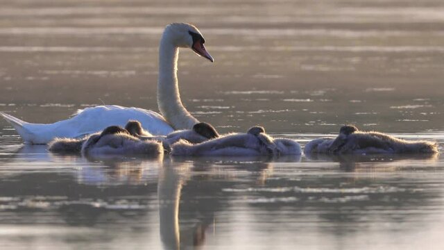Mute swan sleeping signets