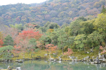 Fototapeta premium 紅葉の京都