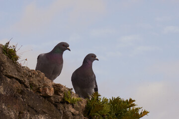 Couple de pigeons sur un mur .
