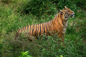 Sumatran Tiger in zoo