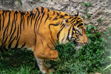 Sumatran Tiger in zoo