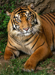 Sumatran Tiger in zoo