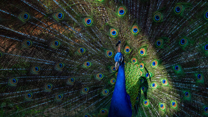 Fototapeta na wymiar Beautiful blue peacock feather background