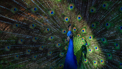 Obraz premium Beautiful blue peacock feather background