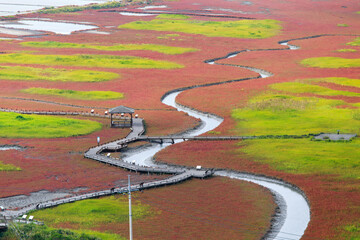 Obraz premium road in the field