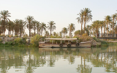 palm trees of iraq © Mohammed