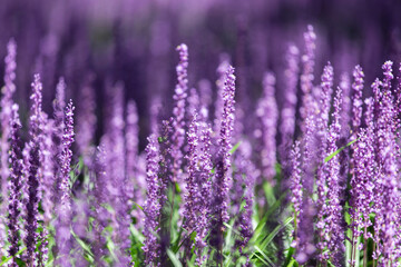 lavender flowers in the field