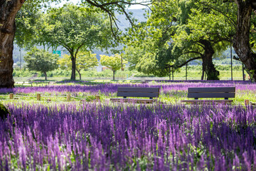 lavender field in spring