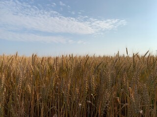 Fototapeta premium 収穫前の麦畑