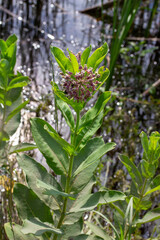 Close up view of a blooming milkweed wildflower next to a sunny butterfly garden pond