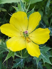 yellow flower on green background